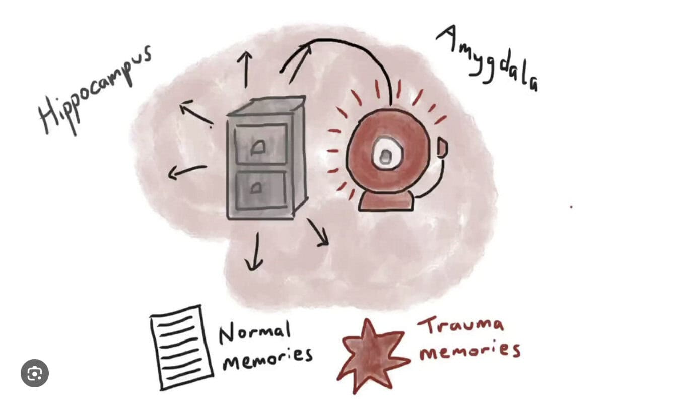 A hand-drawn diagram showing the hippocampus as a filing cabinet and the amygdala as a red alarm bell. Arrows connect normal and trauma memories, illustrating how trauma disrupts memory storage and triggers emotional alarms.